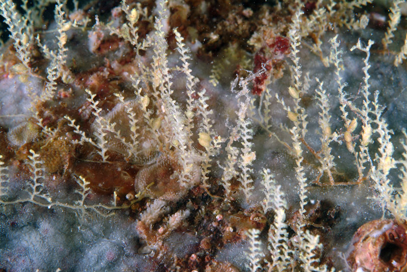 Sertularella sp.